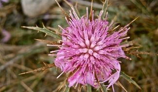 wild pink flower in nature