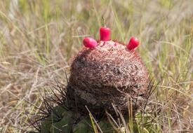 Melocactus (melon cactus)