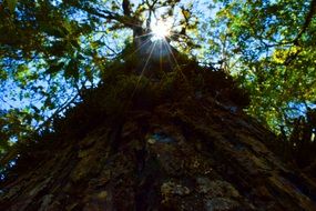 sun through tree