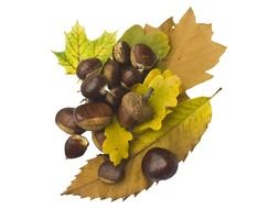 chestnuts and acorns lying on yellow and green leaves at white background