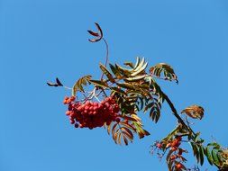 burgundy mountain ash against the blue sky