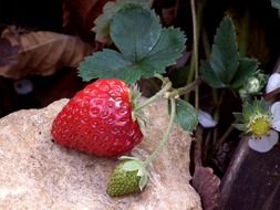 ripe and unripe strawberries on a garden