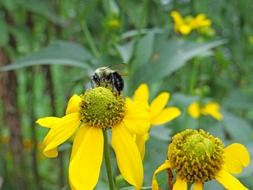 bee pollinates yellow flowers