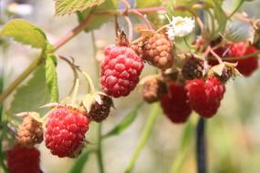 raspberry is a useful berry