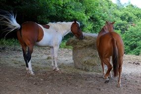 two horses