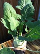 kohlrabi plant