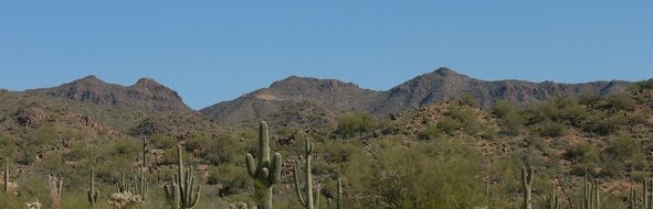 landscape of the mountains and cactuses in desert