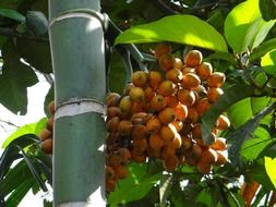 ripe dates on palm tree