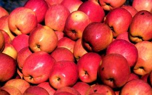 many ripe pink apples