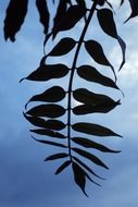 leaf of a plant on a background of the sky