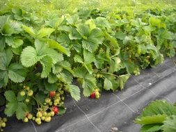 strawberries plantation