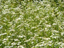 field of white wildflowers