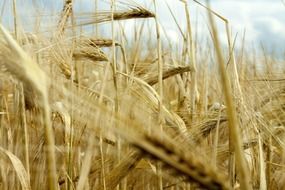 field of ripe barley close up