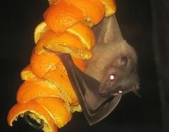 bat with oranges