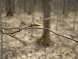 spring bud close-up on blurred background