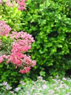 shrub with pink small flowers