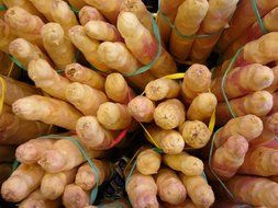white organic asparagus close-up