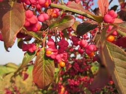 european spindle shrub with fruits