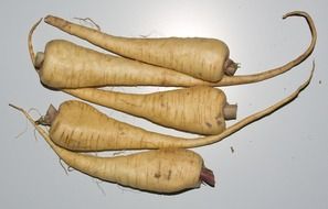 parsnip like root