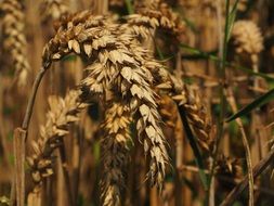 harvest season in the wheat field