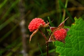 Big red thimble berries in nature