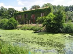 green vegetation idyllic