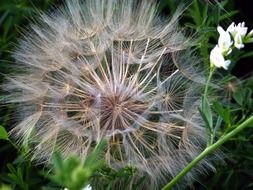 Ripe white dandelion