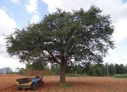 feronia elephantum or Limonia acidissima