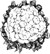 cauliflower leafy drawing