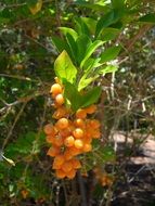 Duranta erecta, ripe pigeonberry in wild