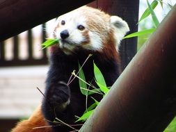 rare red panda