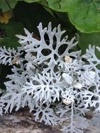 white branches in botany