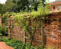 espalier tree