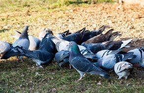 flock of grey pigeons feeding on ground