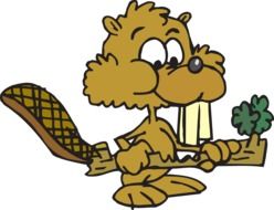 drawn cartoon beaver