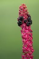 red flower with black fruit plant