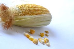 cob and corn grain on a white background