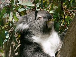 koala eating eucalyptus leaves on tree, australia