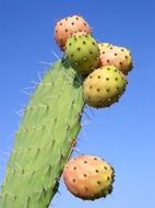 Cactus against the blue sky