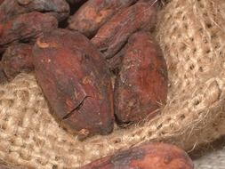 cocoa beans close-up