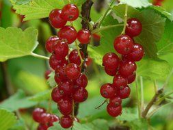 berries red currant on a bush