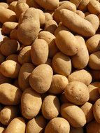 potato tubers in the sun