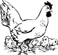 black and white drawing chicken with chickens