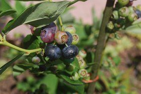 blueberry bush with ripening berries