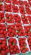fresh summer strawberries