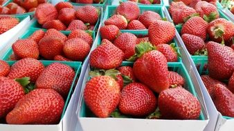 selective strawberries for sale