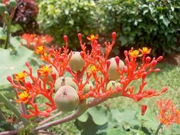 dainty jatropha flower