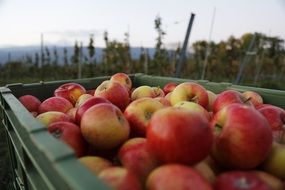 harvest of organic red apples in autumn