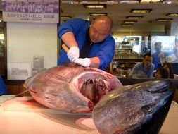 japanese fresh tuna fish