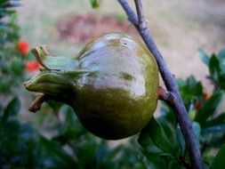 green pomegranate